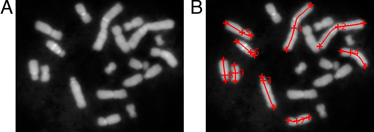 Outline of ChromosomeK capabilities.